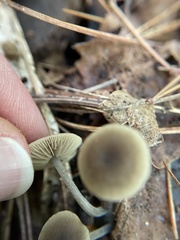 Simocybe