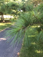 Pinus strobus