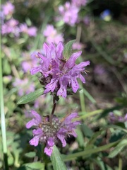 Monarda pectinata