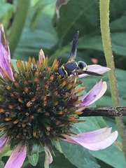 Euodynerus hidalgo boreoorientalis