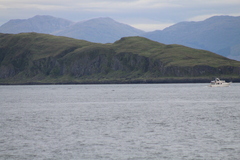 Delphinoidea
