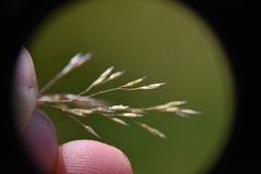 Agrostidinae