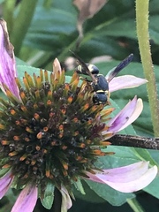 Euodynerus hidalgo boreoorientalis