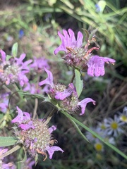 Monarda pectinata