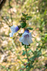 Prostanthera rhombea