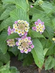 Lantana × strigocamara