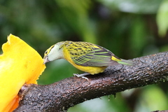 Tangara icterocephala