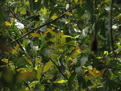 Beilschmiedia pendula