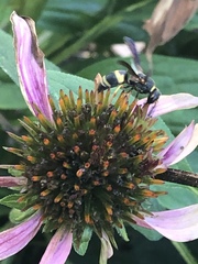 Euodynerus hidalgo boreoorientalis