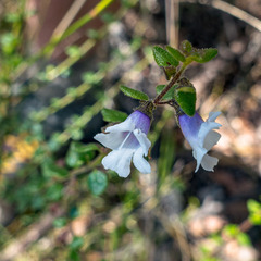 Prostanthera rhombea