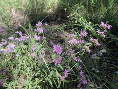Monarda pectinata