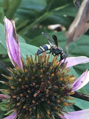 Euodynerus hidalgo boreoorientalis