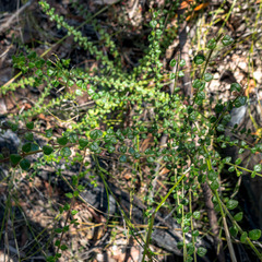 Prostanthera rhombea