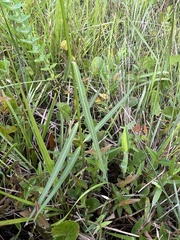 Asclepias lanceolata