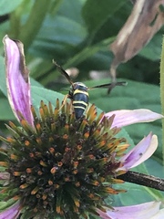 Euodynerus hidalgo boreoorientalis