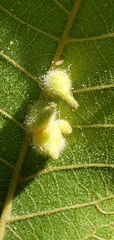 Caryomyia ansericollum