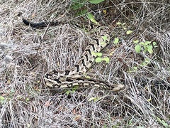 Crotalus horridus