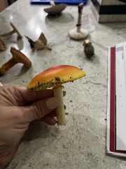 Amanita jacksonii