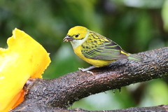 Tangara icterocephala