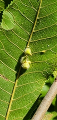 Caryomyia ansericollum