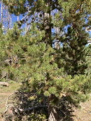 Pinus contorta