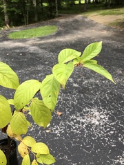 Cephalanthus occidentalis