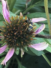 Euodynerus hidalgo boreoorientalis