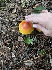 Amanita jacksonii