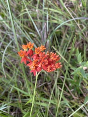 Asclepias lanceolata