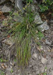 Scleria mackaviensis