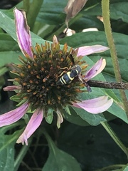 Euodynerus hidalgo boreoorientalis