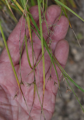 Scleria mackaviensis