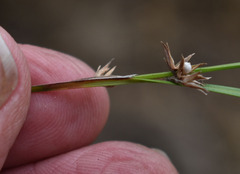 Scleria mackaviensis