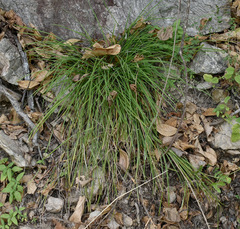 Scleria mackaviensis