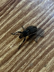 Naupactus leucoloma