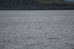 Delphinoidea