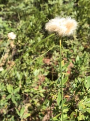 Eriophorum