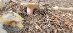 Russula mariae