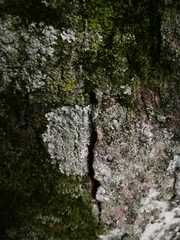 Phaeophyscia orbicularis