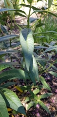 Asclepias curassavica