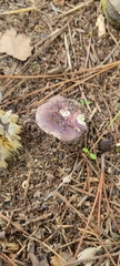 Russula mariae