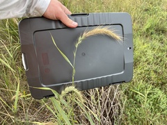 Elymus canadensis