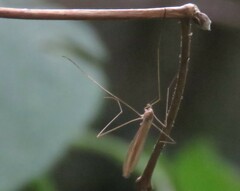Limoniidae