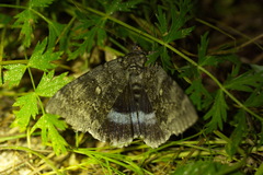 Catocala fraxini