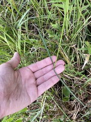 Asclepias lanceolata