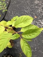 Cephalanthus occidentalis