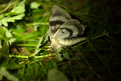 Catocala fraxini