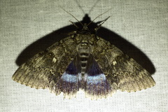 Catocala fraxini