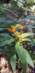 Asclepias curassavica
