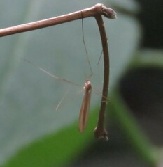 Limoniidae